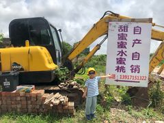 -南汇新场正宗水蜜桃采摘