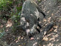 -梧桐山风景名胜区