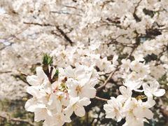 -玛格萝妮比萨屋(四平店)