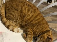 -李小姐の猫咖啡馆(五角场店)