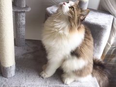 -有宠宠物(YOUCOIN·未来店)