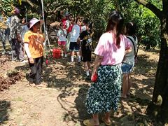 -从化深英荔枝黄皮龙眼采摘园
