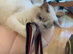 -momokira米努特·德文卷毛猫·棉花面纱犬