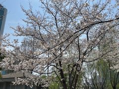 -西北湖绿化广场