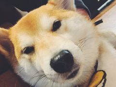 -柴务处·柴犬主题狗咖