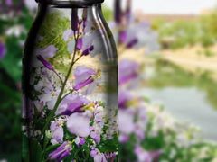 -苏家坨柳林村二月兰花海