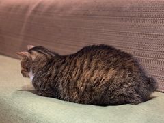 -御宝贝·A梦猫科宠物医院(国际猫友好医院)