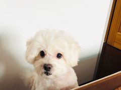 -PETKIT小佩宠物(古北店)