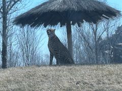 -北京野生动物园