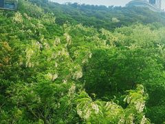 -富斯特索道