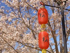 -古柏渡丰乐樱花园