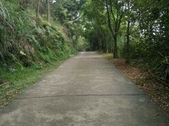 -南宁良凤江国家森林公园