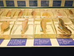 -烟台海昌鲸鲨海洋公园