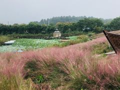 -大塘金香草谷