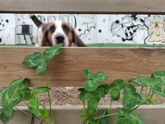 -趣多多宠物公园·宠物训犬学校·宠物寄养