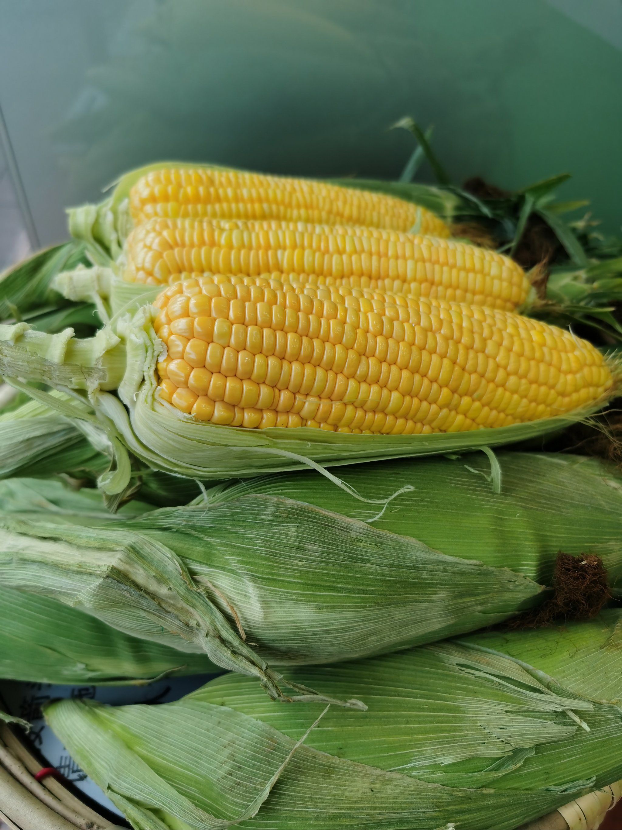 8涨14跌！玉米“承压跌落”上量达1310车！12月玉米走势怎么？