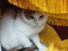 -中农大我爱我爱24h动物医院·中医针灸·猫专科·骨科医疗中心(双井店)