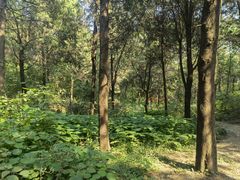 -北京西山国家森林公园