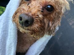 -汪说喵讲宠物乐园宠物酒店(红星美凯龙店)