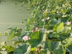 -月湖风景区