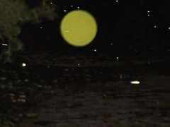 -池杉湖湿地公园