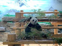 -西霞口神雕山野生动物世界