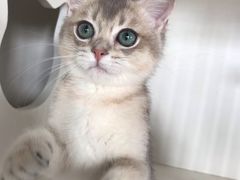 -东方名猫馆·英短金渐层布偶猫舍(环线广场1号楼店)