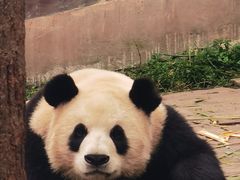 -中国大熊猫保护研究中心雅安碧峰峡基地