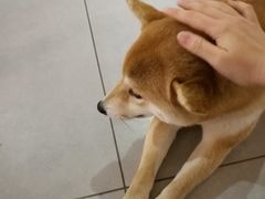 -柴务处·柴犬主题狗咖