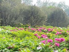 -莲花池公园