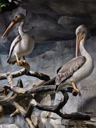 -Zoolung Zoolung动物主题公园(海信广场店)