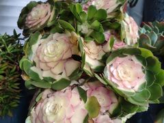 -青石桥花鸟鱼虫市场(叠翠城店)