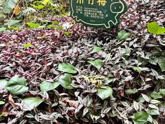-呀诺达热带雨林