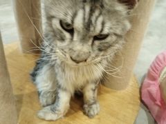 -楼上猫咖(罗湖店)