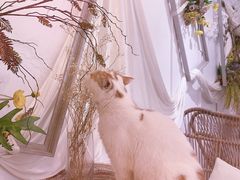 -共舞时光猫咖·狗咖(新街口店)