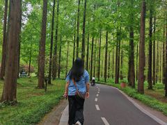 -黄海国家森林公园