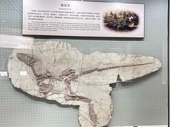 -辽宁古生物博物馆
