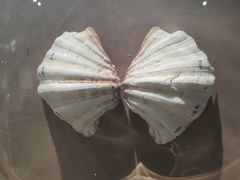 -青岛贝壳博物馆