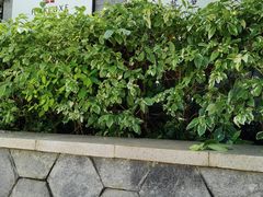 -彩丰楼中餐厅·早茶·点心·粤菜(海口华彩洲际酒店)