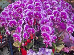 -溪岸路花鸟市场