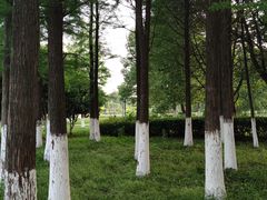 -瑶湖郊野森林公园