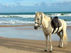 -海南清水湾莱佛士酒店