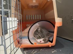 -关爱宠物医院·猫科中心·消化科(滨湖万达分院)