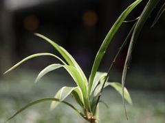 -成都杜甫草堂博物馆