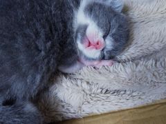 -小小班私人影院·猫咖(万达茂广场店)