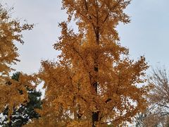 -莲花池公园