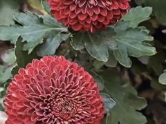 -杭州植物园