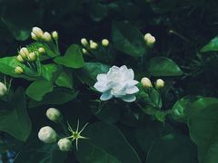 -惠州西湖丰渚园