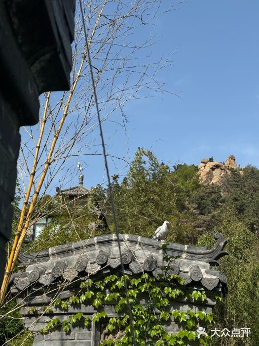 老张烤羊(王哥庄店)图片