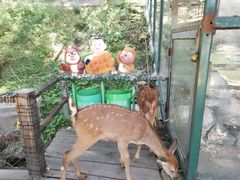 -北京鹿世界主题园